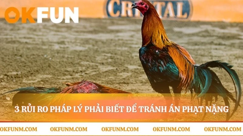 Vạch ranh giới an toàn trong sân chơi đá gà cựa dao