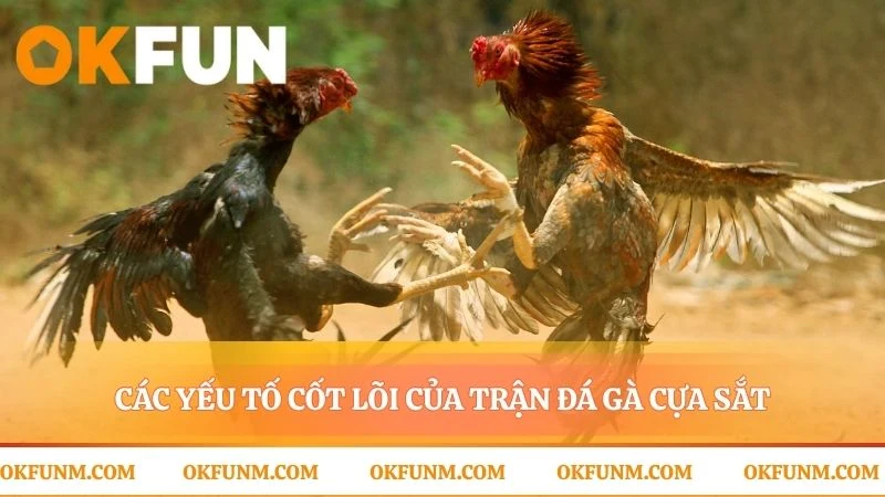 Giải mã cấu trúc của một trận đấu đá gà cựa sắt