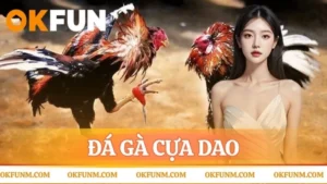 Đá gà cựa dao