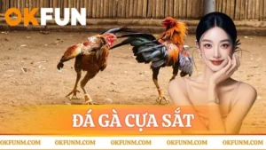 Đá gà cựa sắt