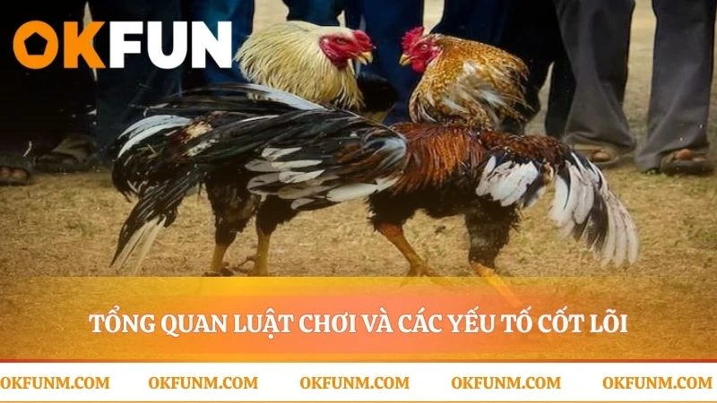 Giải mã chi tiết của một trận đá gà cựa dao
